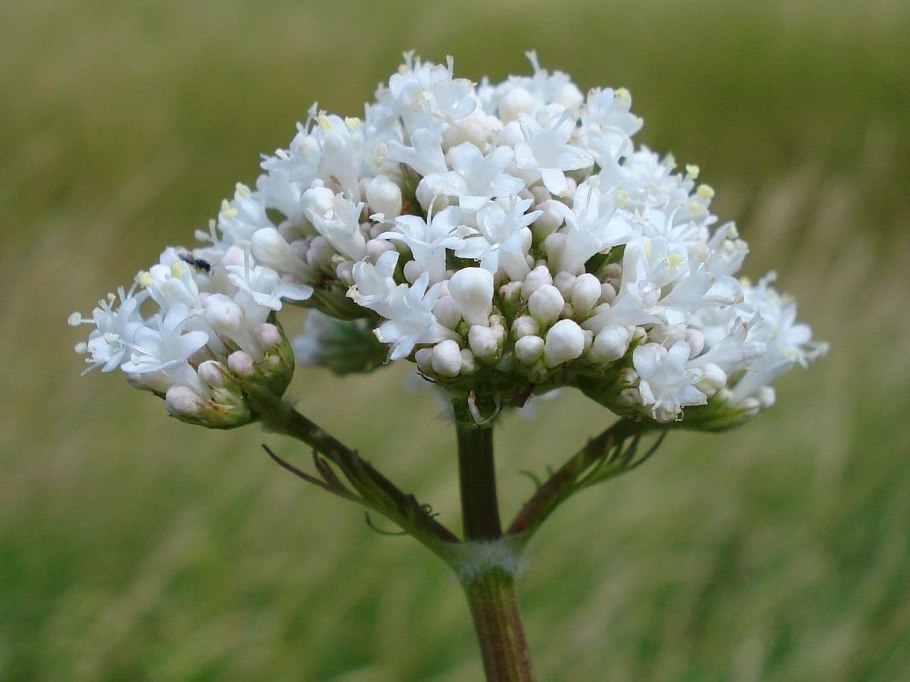 Валериана Луговая