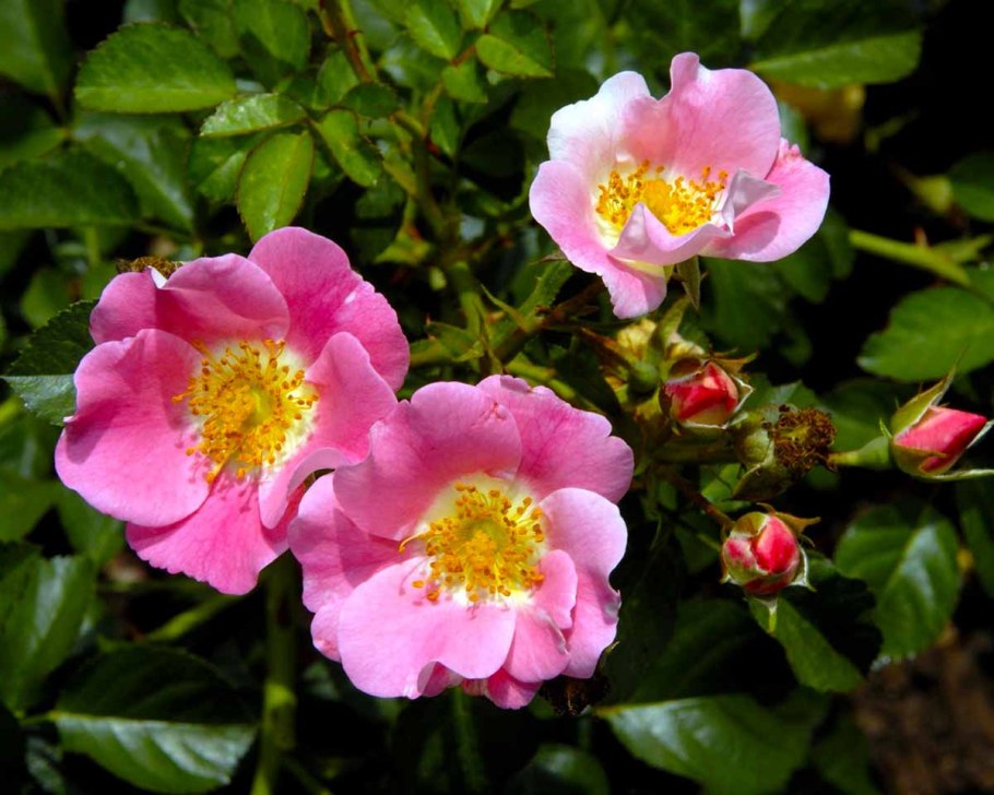 Rosaceae семейство