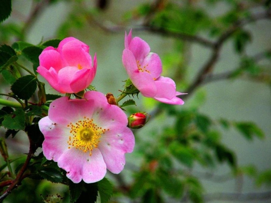 Роза иглистая – Rosa acicularis