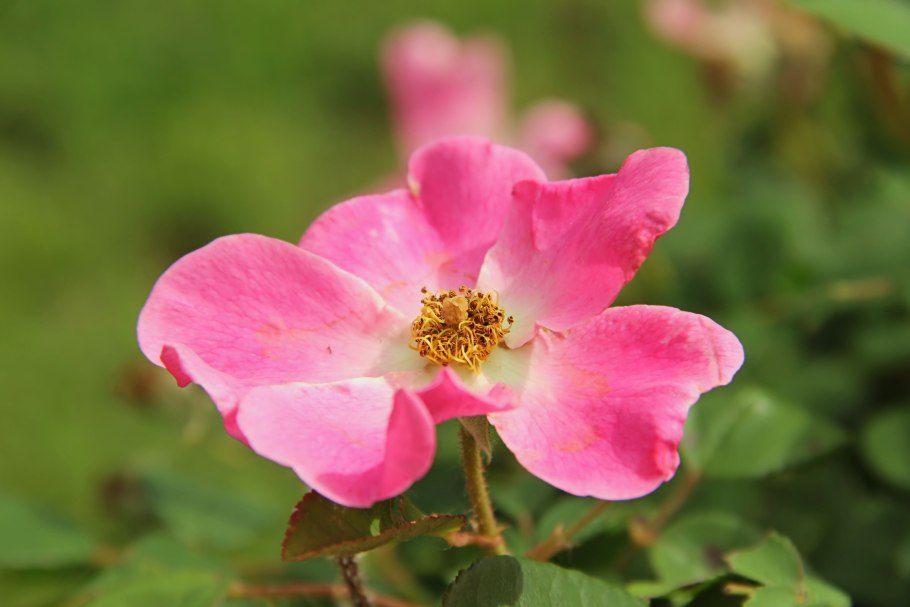 Калифорнийская роза