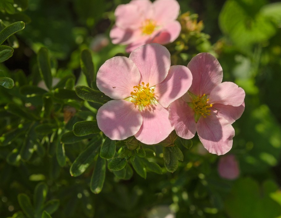 Rosa pouzinii
