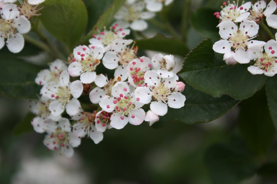 Арония черноплодная цветущая