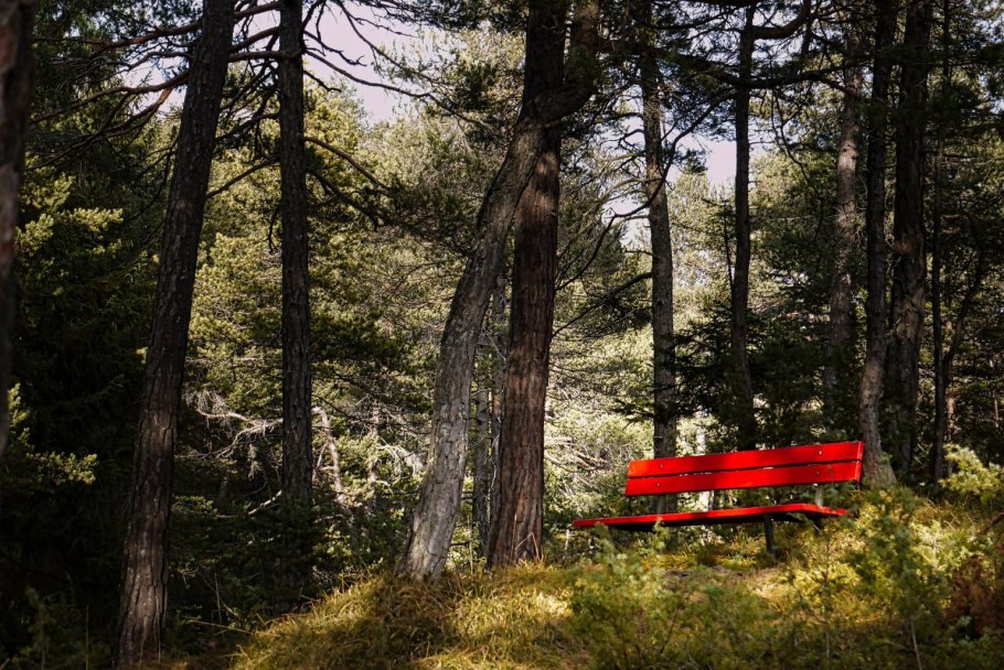 Картинка банки в лесу