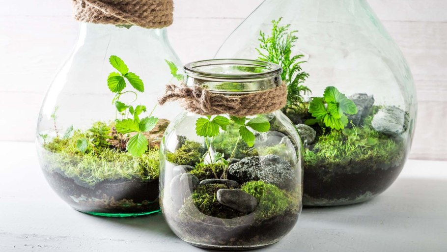 Вечный флорариум замкнутая экосистема