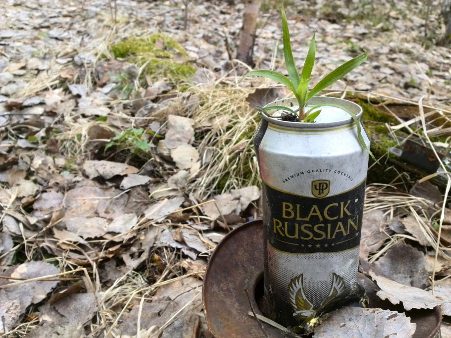 Банковский лес