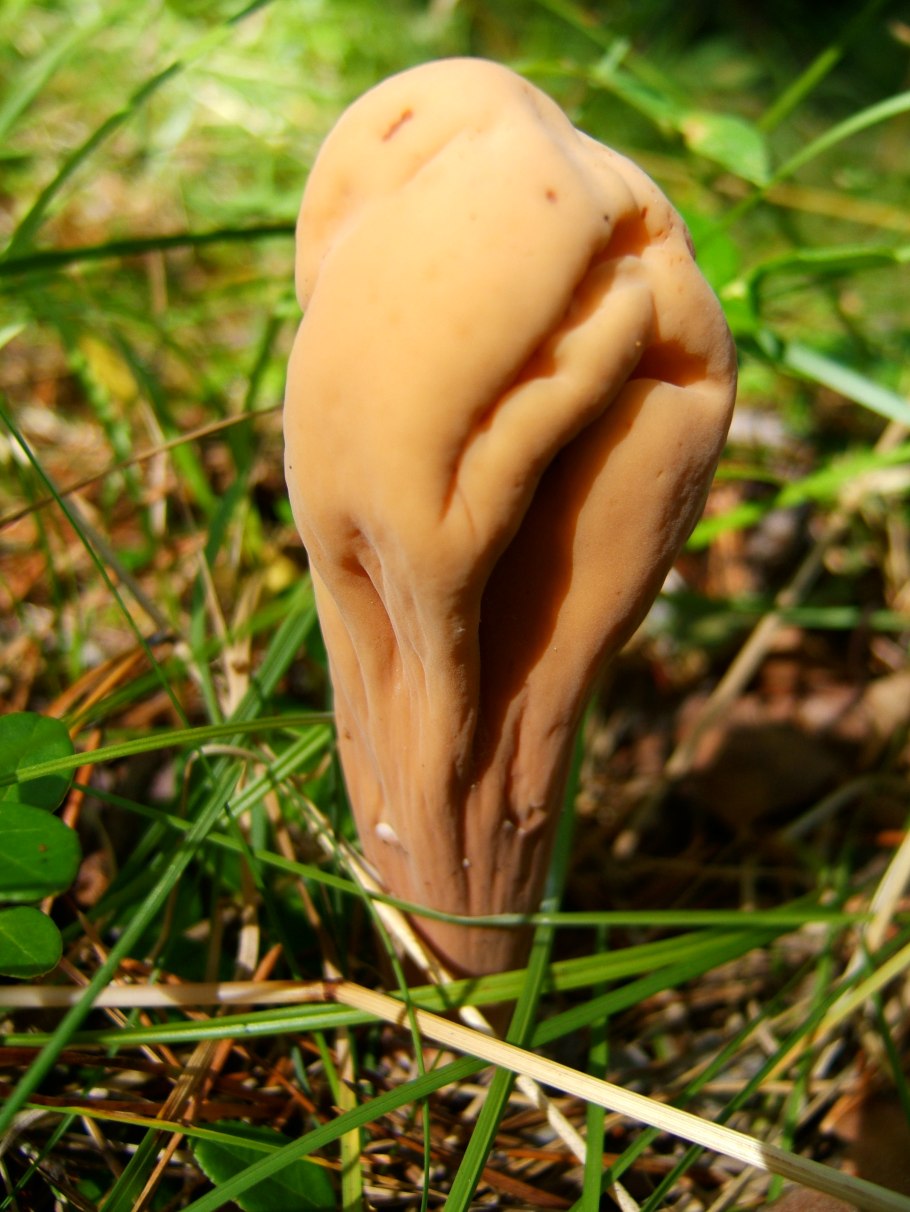 Клавариадельфус пестиковый гриб