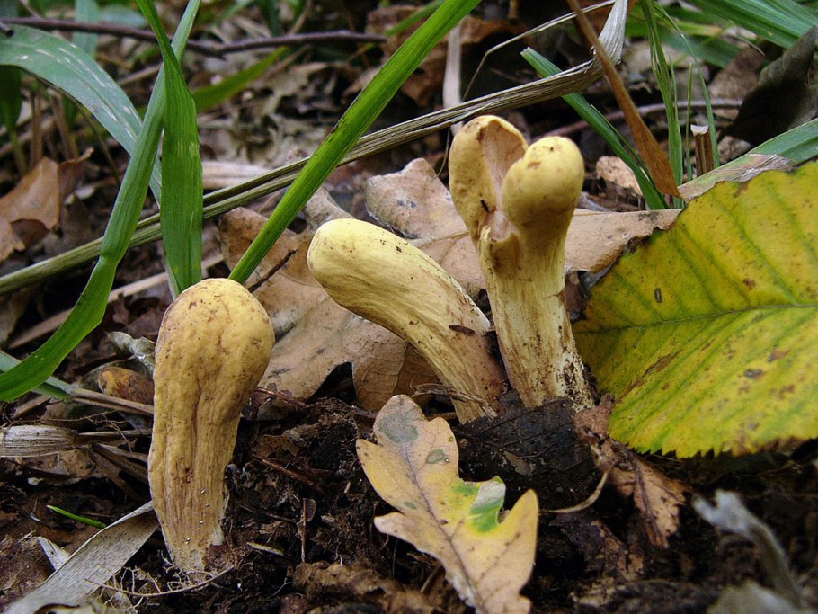 Клавариадельфус усечённый