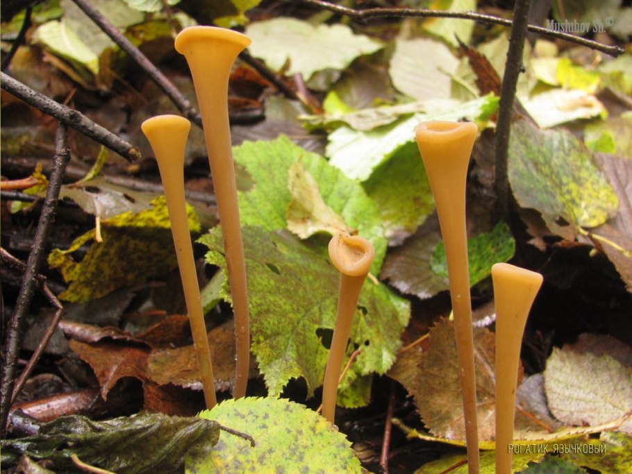 Рогатик усеченный гриб
