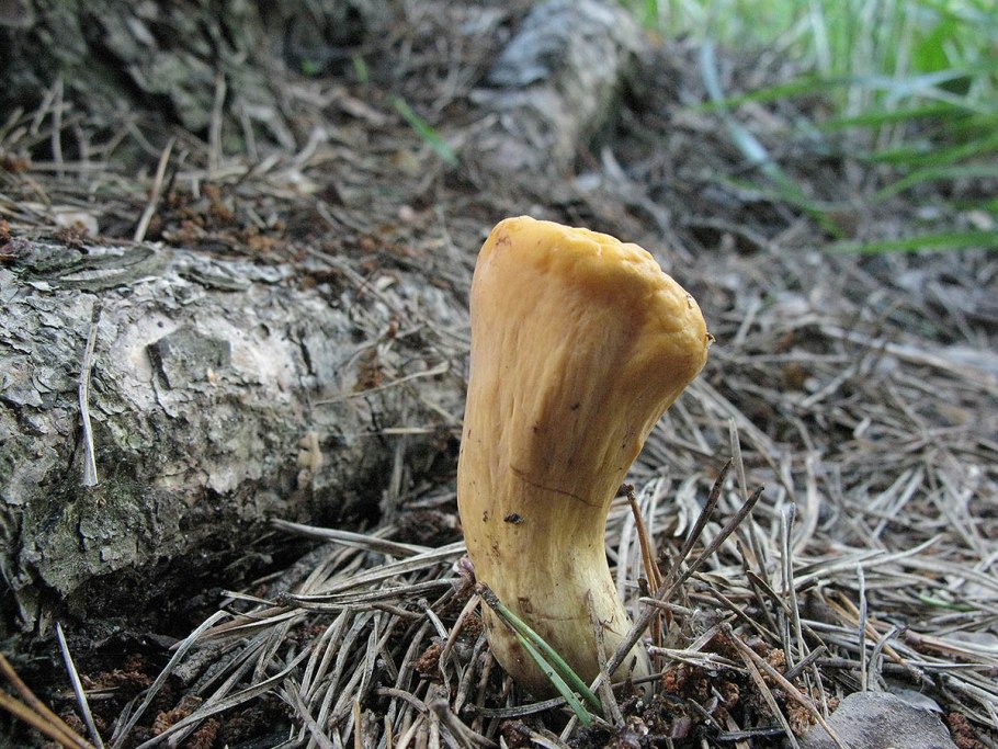 Рогатик язычковый Clavariadelphus ligula