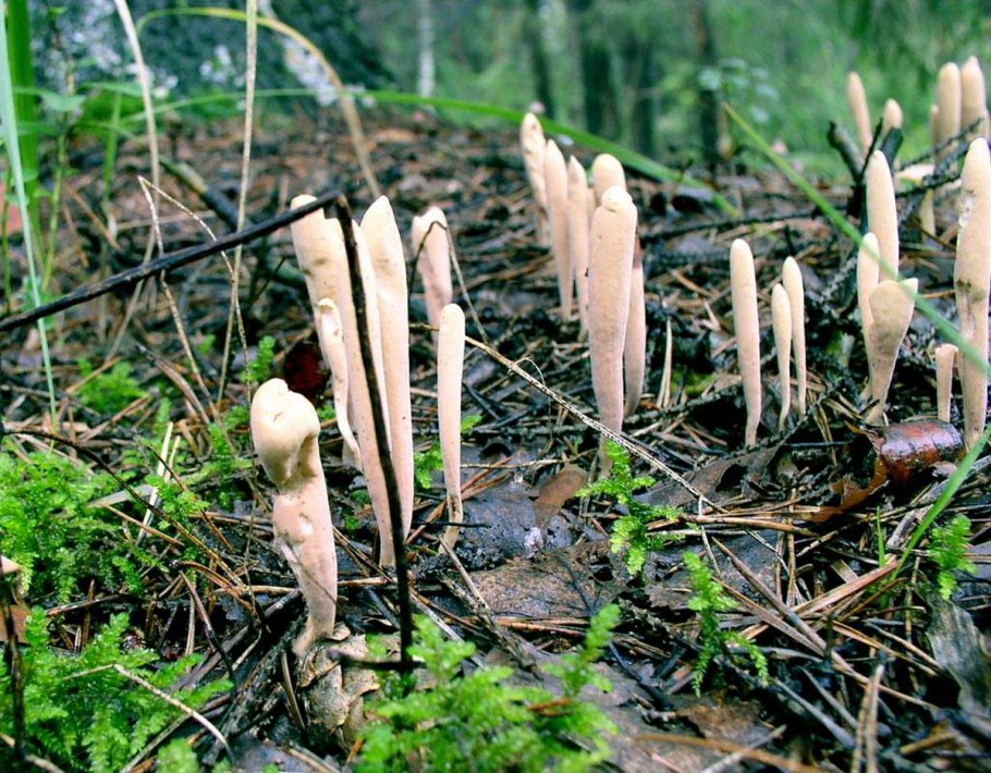 Рогатик булавовидный гриб