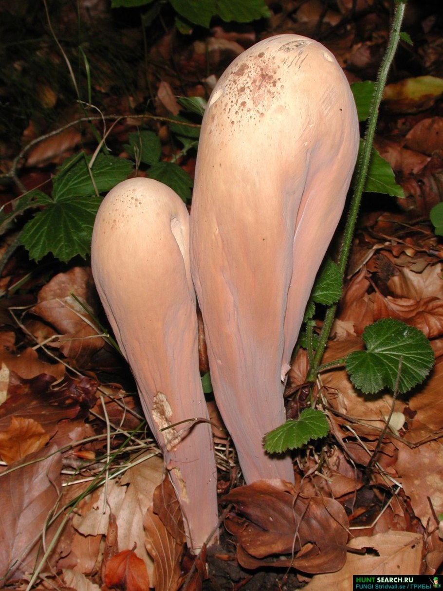 Рогатик усеченный