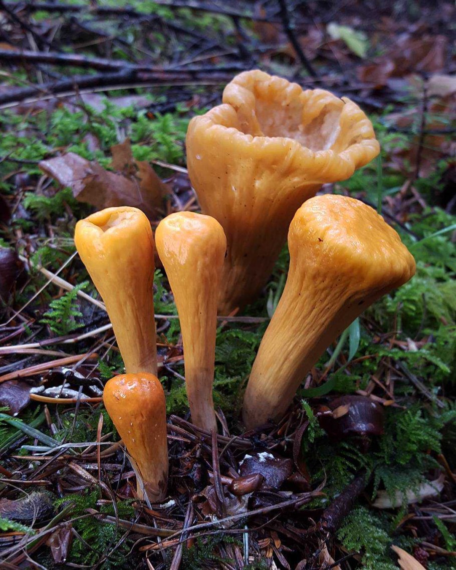 Clavariadelphus junceus