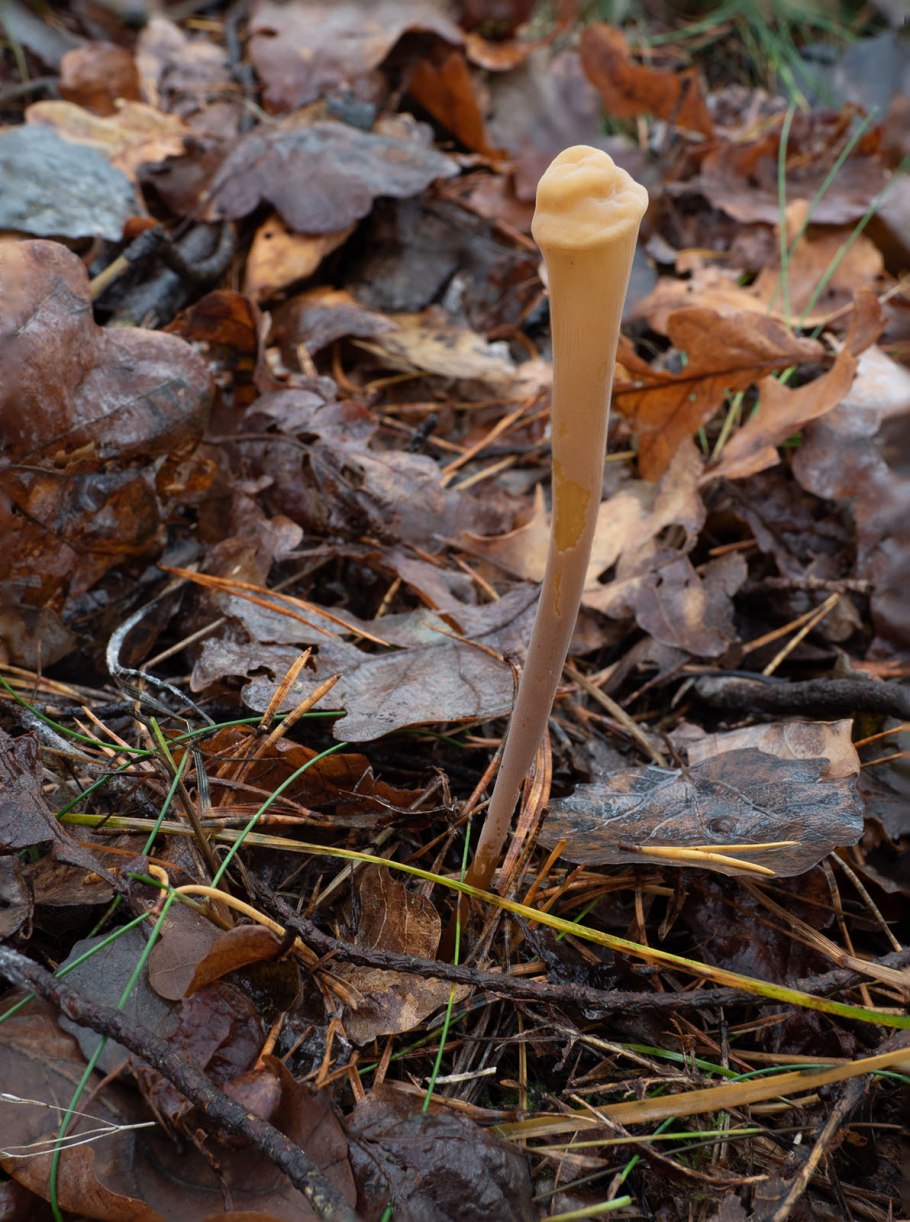 Фото гриб Рогатик усеченный