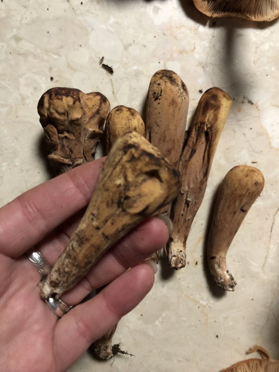 Рогатик пестиковый гриб