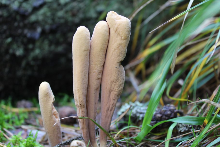 Рогатик язычковый гриб