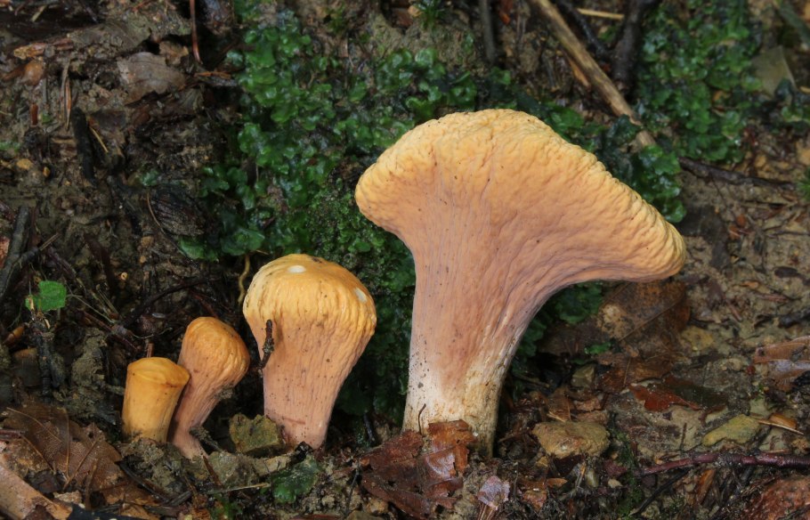 Гриб Рогатик пестиковый