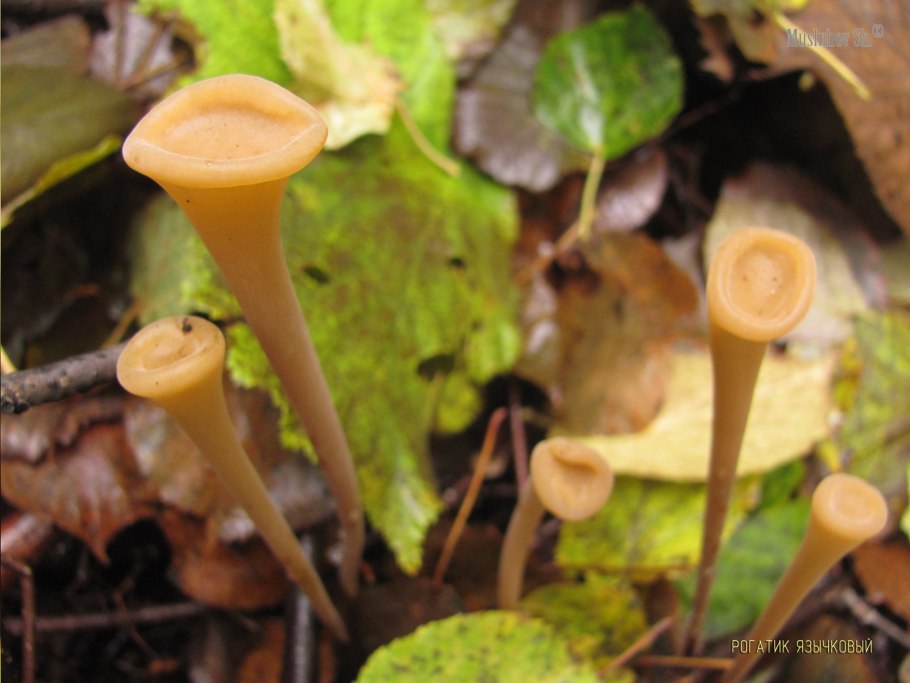 Леоция студенистая гриб