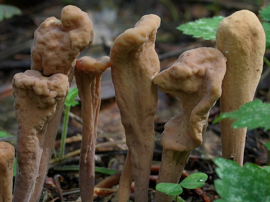 Клавариадельфус усечённый