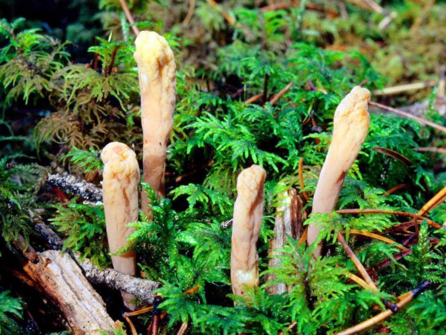 Клавариадельфус язычковый