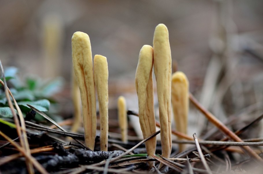 Clavariadelphus pistillaris