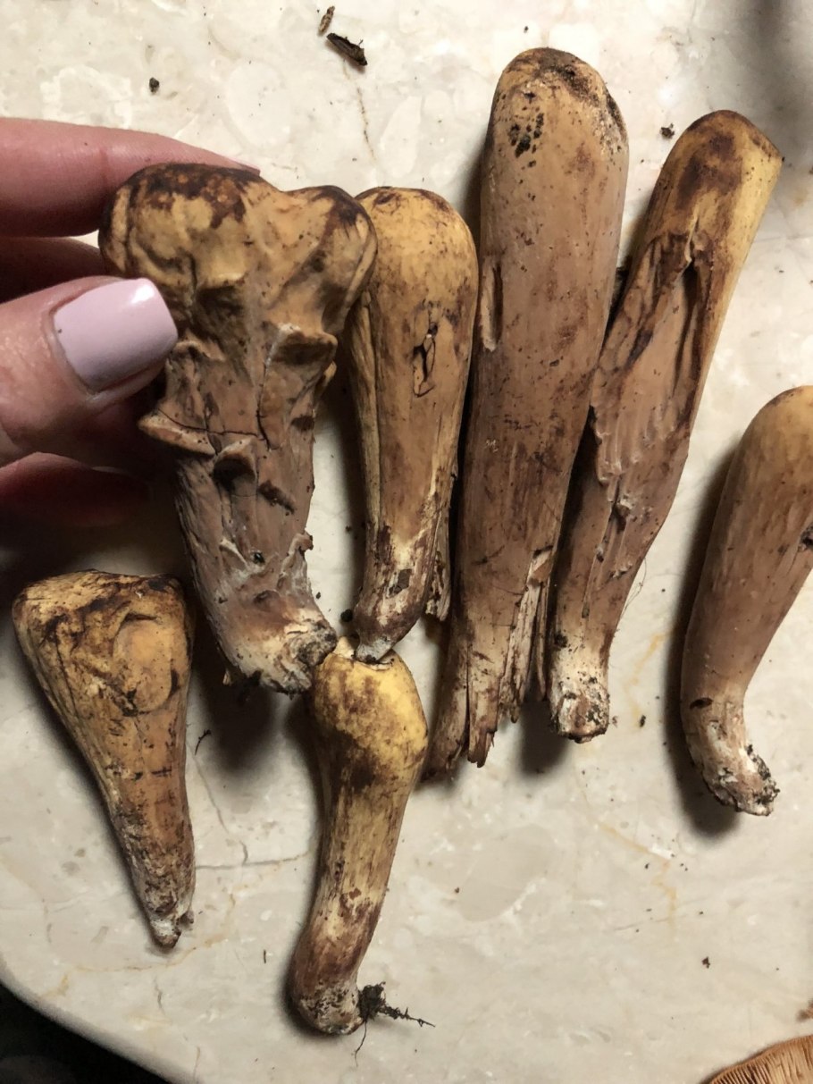 Картинки солдатик пестиковый гриб