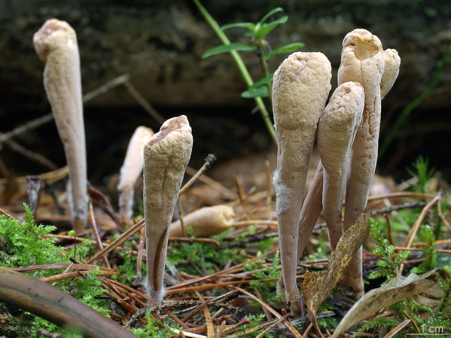 Грибы веретенные БУЛАВНИЦЫ