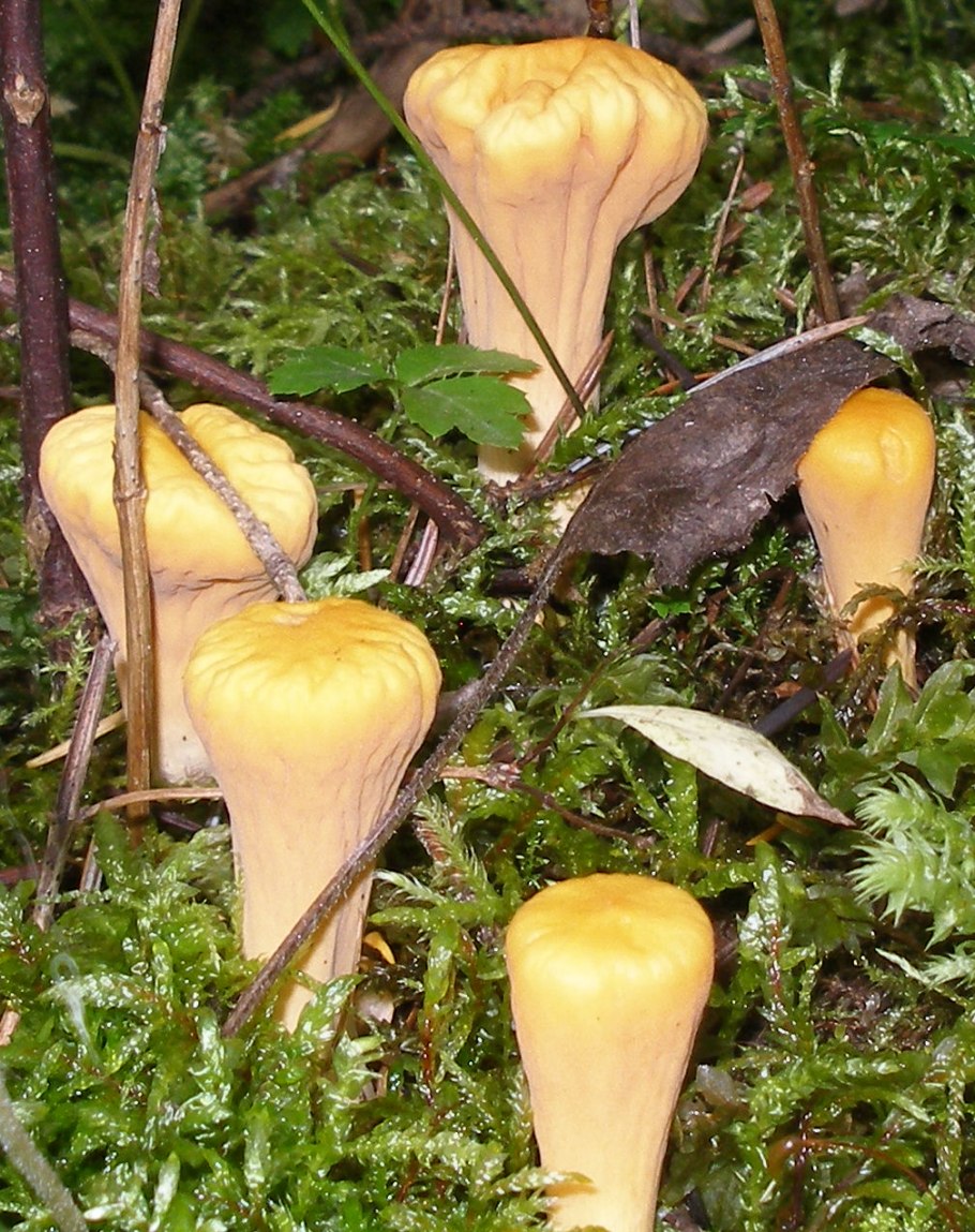 Клавариадельфус усечённый