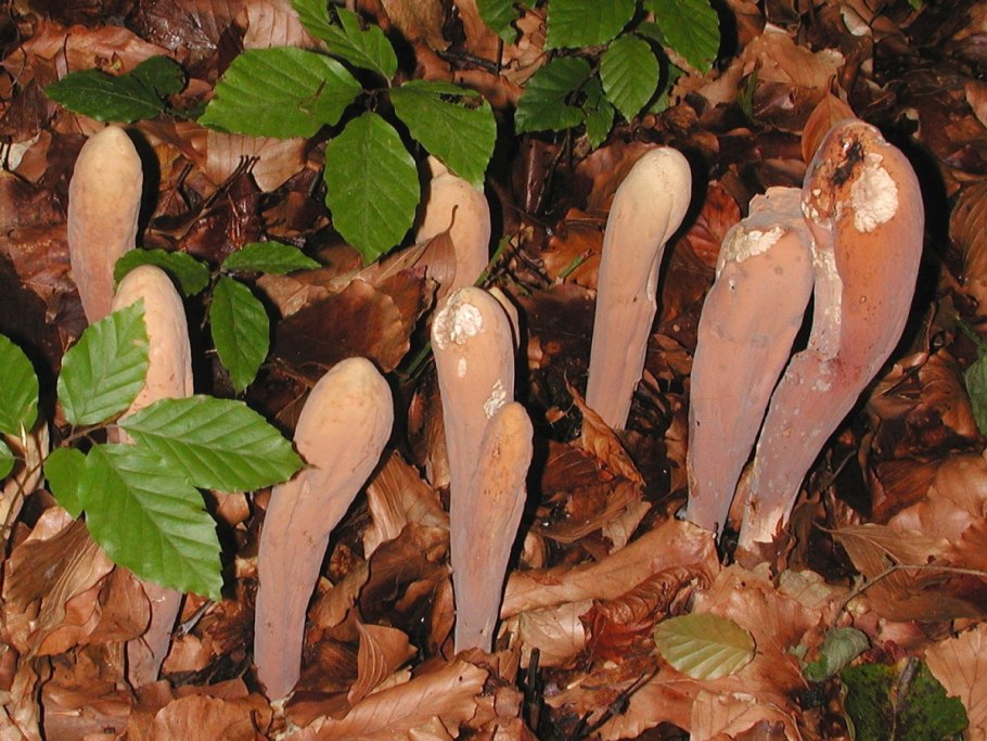 Рогатик язычковый (клавариадельфус пестиковый)