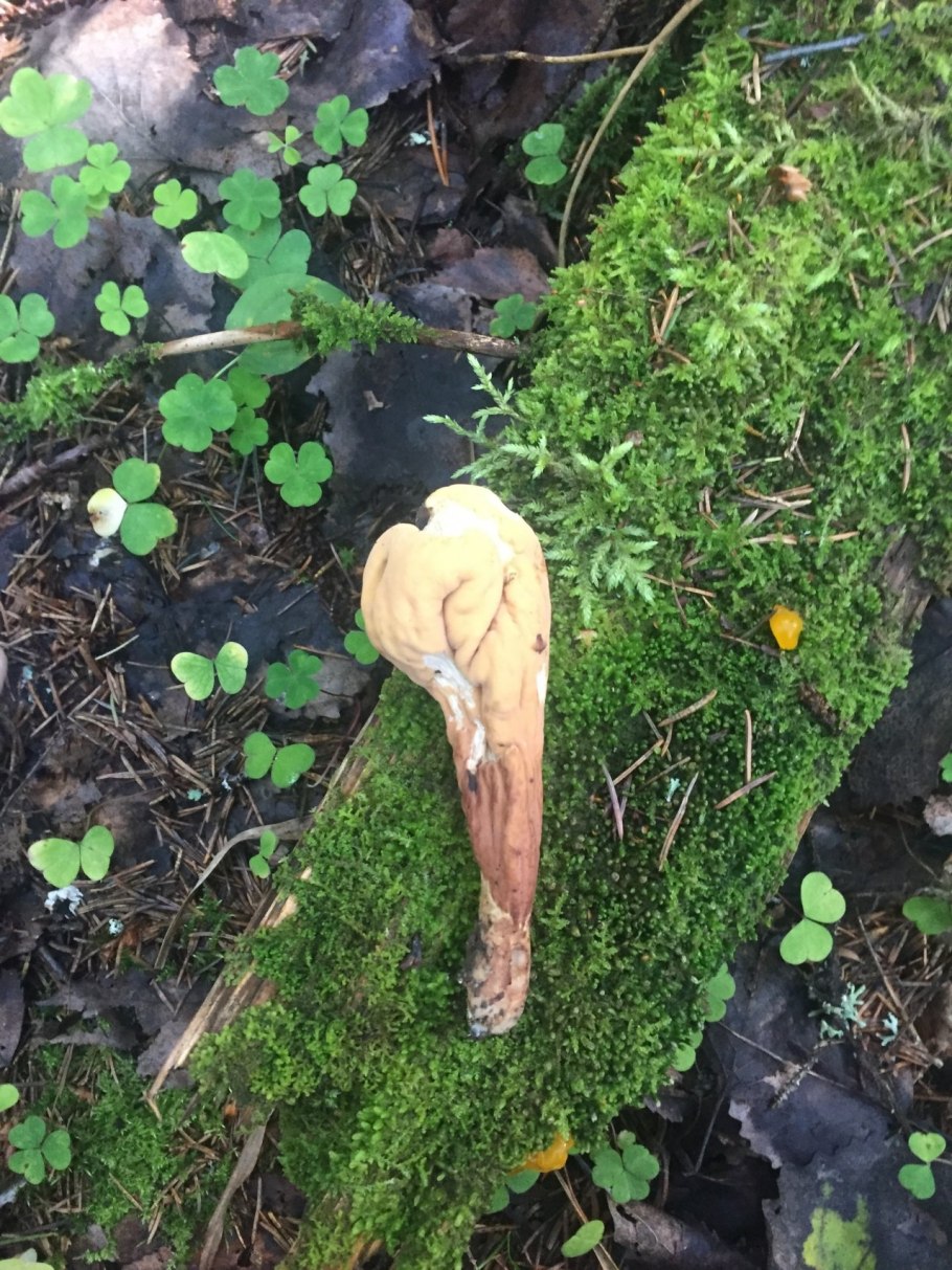 Клавариадельфус пестиковый гриб