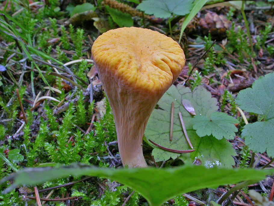 Клавариадельфус язычковый