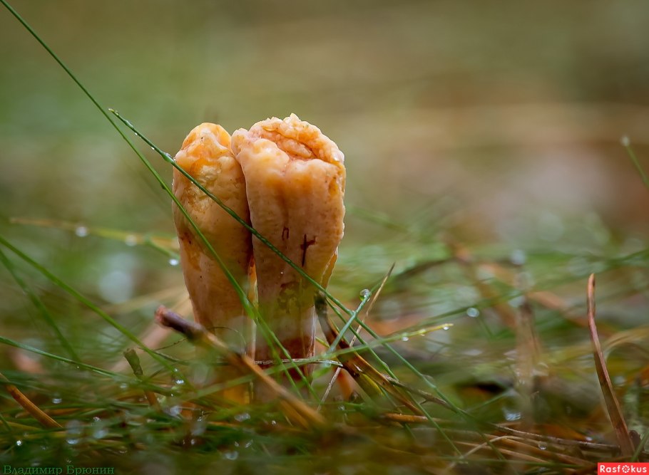 Клавариадельфус пестиковый