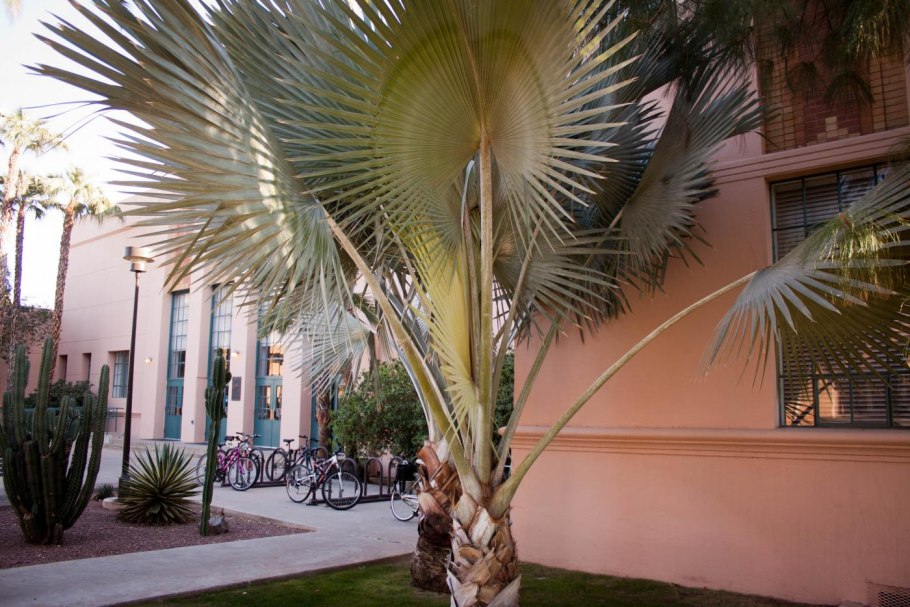 Бисмаркия Пальма