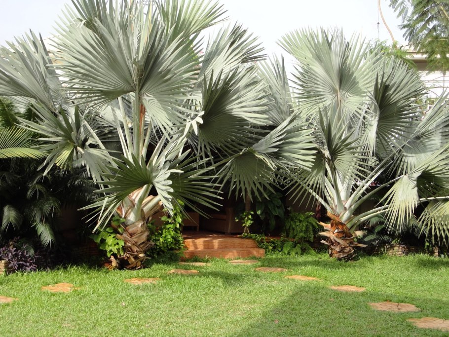 Бисмаркия Маламант