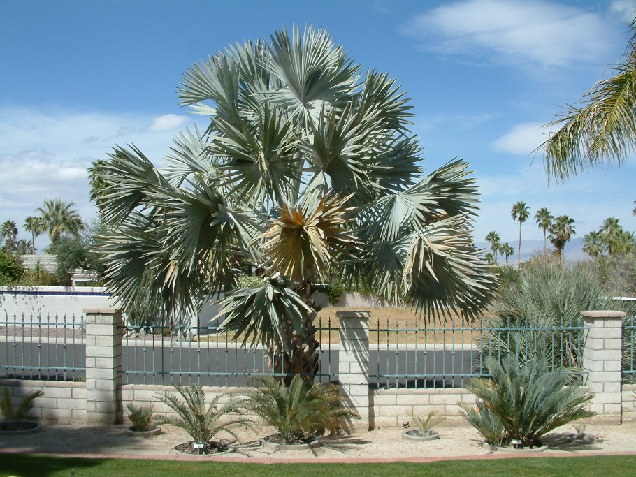 Бисмаркия Нобилис