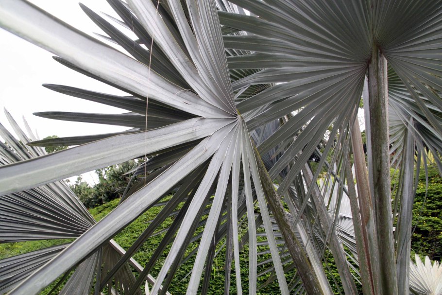 Мадагаскар Бисмаркия