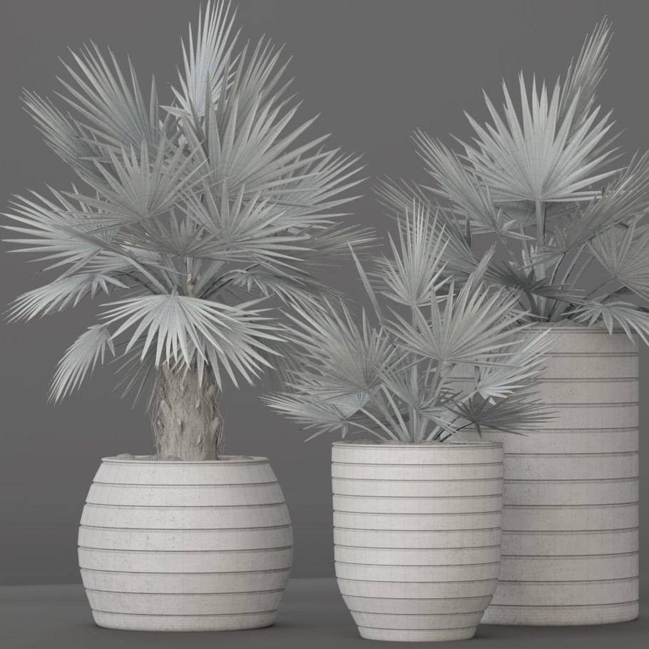 Бисмаркия Нобилис