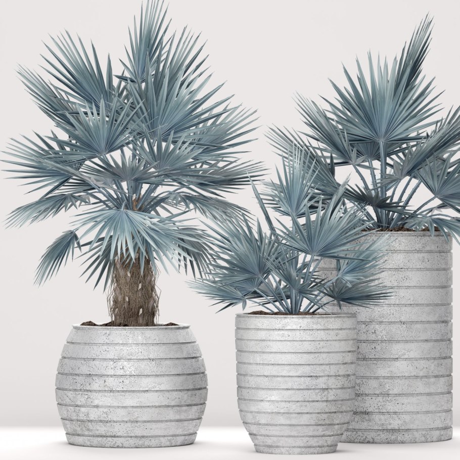 Бисмаркия Пальма