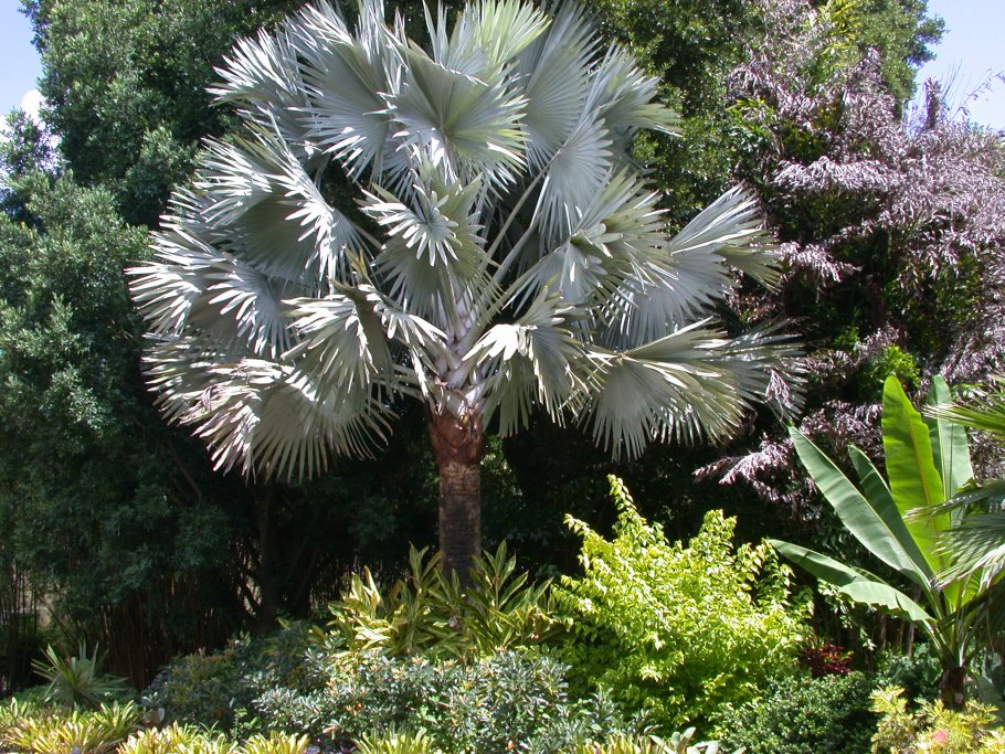 Коллаж фото Бисмаркия