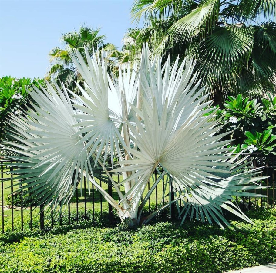 Бисмаркия благородная