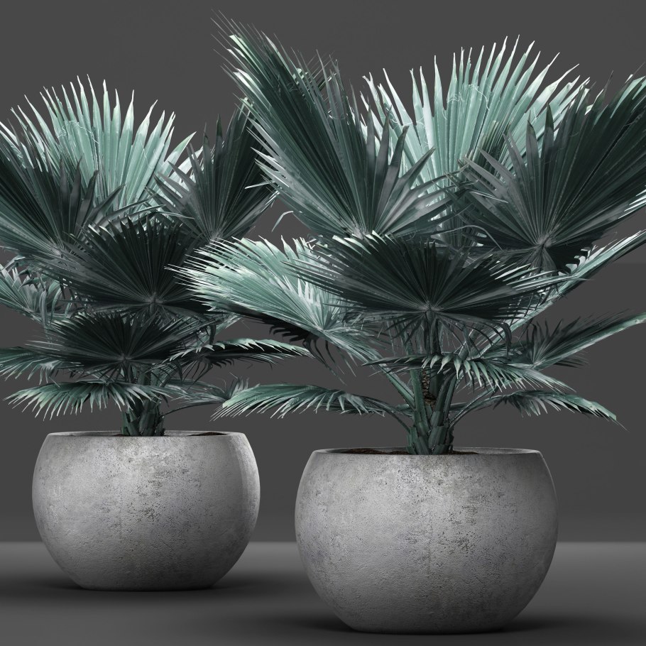 Бисмаркия Пальма плоды