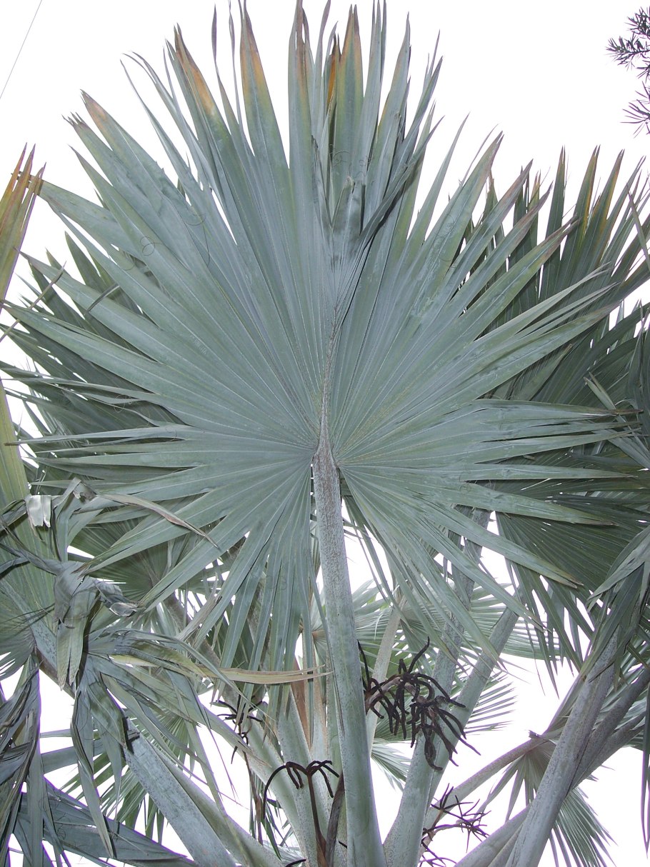 Бисмаркия в природе обои