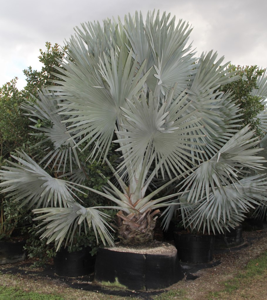 Бисмаркия благородная