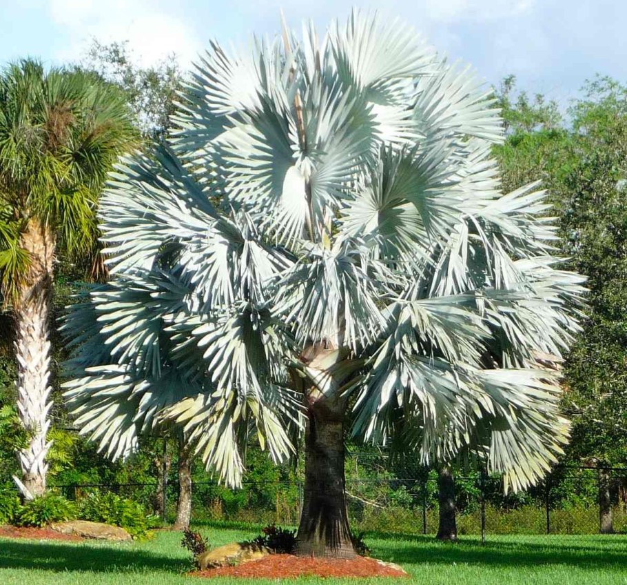 Бисмаркия в природе обои