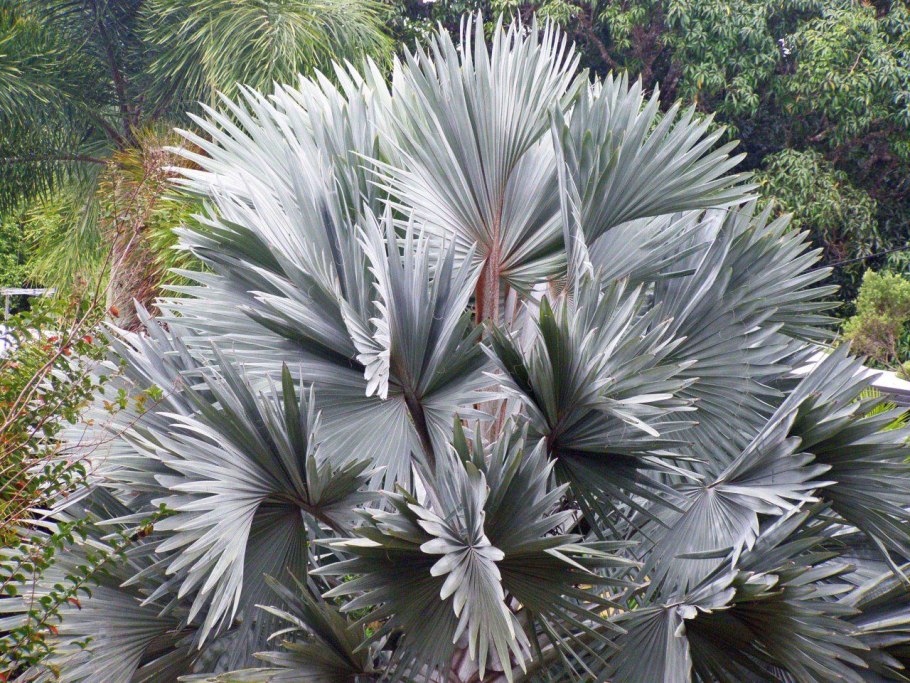 Бисмаркия благородная