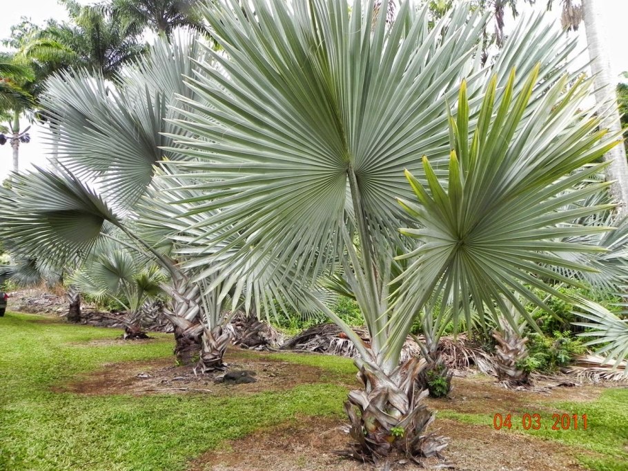 Бисмаркия Пальма