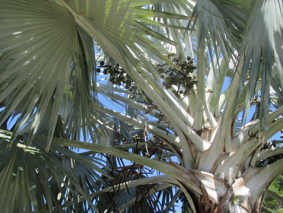 Бисмаркия Пальма