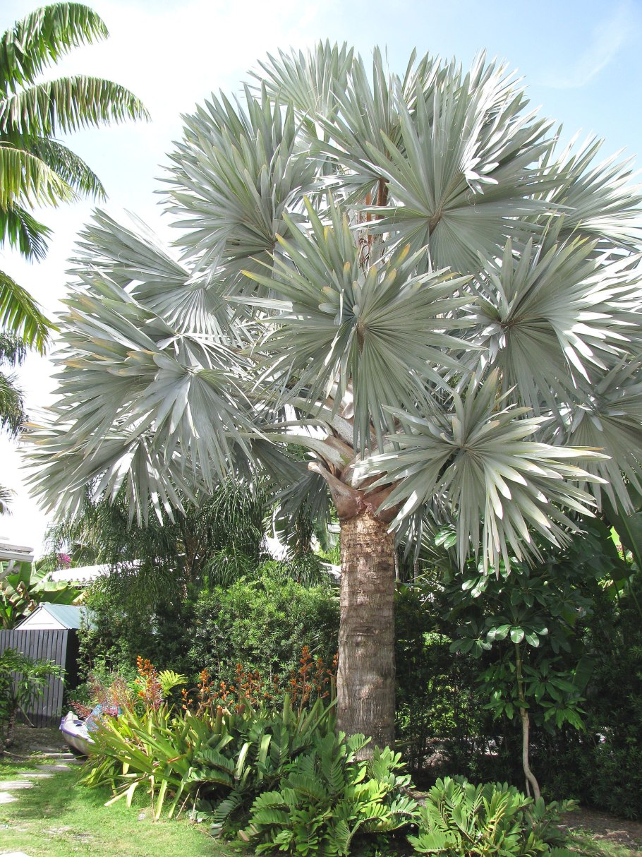 Пихты пальмы Крым