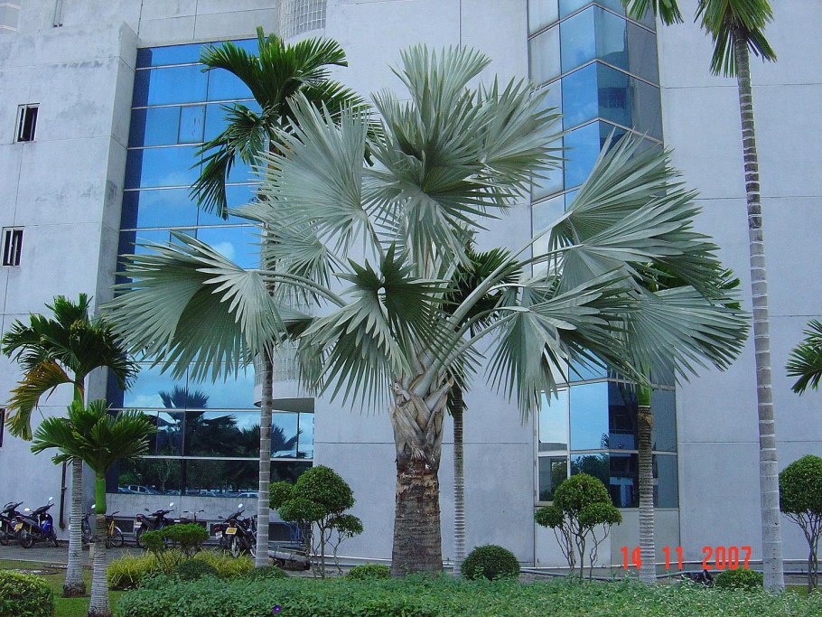 Бисмаркия Пальма