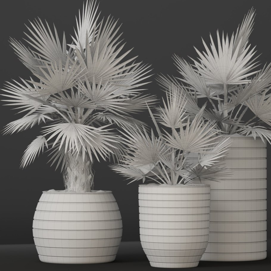 Бисмаркия Пальма плоды