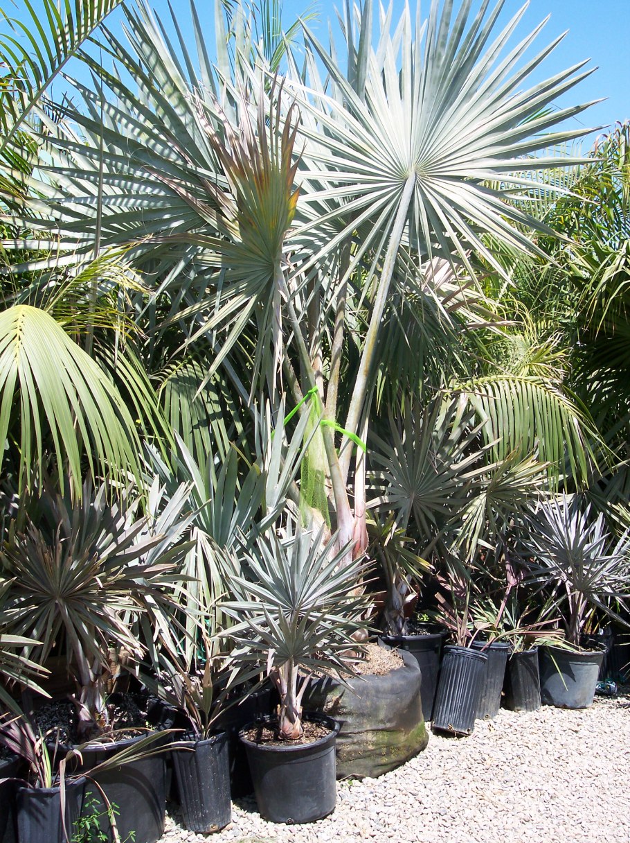 Бисмаркия благородная